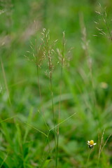 Chrysopogon aciculatus  syn. Andropogon aciculatus is a species of grass native to the tropics of Asia, Polynesia, and Australia at low elevations. needle grass. blurred image