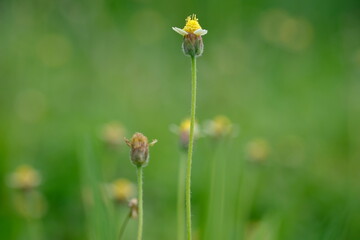 Gletang is a type of plant, mostly found wild as a weed, a member of the Asteraceae family. Tridax procumbens. natural background. defocus