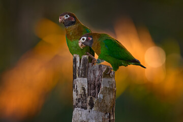Parrot sunrise in Costa Rica. Birdwatching in nature. Tropic bird Brown-hooded parrot. Bird on palm tree, Pionopsitta haematotis, green parrot with brown head. Detail close-up portrait two birds.