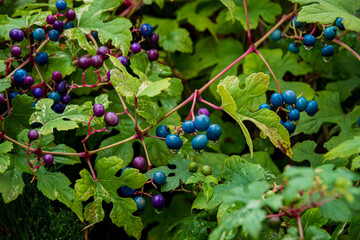 Creeper (Ampelopsis heterophylla). Called Porcelain berry, Amur peppervine and Wild grape also. Another scientific name is Ampelopsis grandulosa var. brevipedunculata © Maksim Shebeko