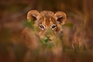 Young kitten lion cute portrait.  Botswana wildlife. Lion close-up. Animal in fire burnt place, lion lying in the black ash and cinders, Savuti, Chobe NP in Botswana.