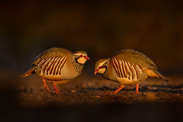 Pair of birds in habitat. Red-legged partridge, Alectoris rufa, gamebird in pheasant family Phasianidae, on the gravel road, Spain in Europe. Partridge in the nature habitat. Birdwatching in Spain.