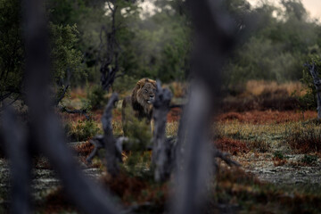 Africa wildlife. Lion hidden in the green vegetation. Forest African lion in the nature habitat, green trees, Okavango delta, Botswana in Africa, red grass.