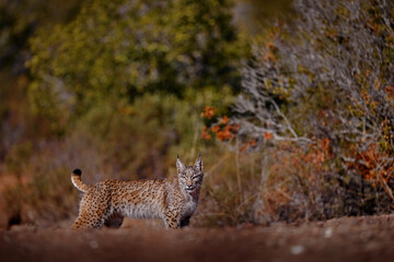 Iberian lynx, Lynx pardinus, wild cat endemic to Iberian Peninsula in southwestern Spain in Europe....