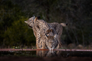Courtship sniffingc ouple pair of wild carts. Iberian lynx, Lynx pardinus, wild cat endemic to Iberian Peninsula in southwestern Spain in Europe. Rare cat walk in the nature habitat. Spain wildlife.