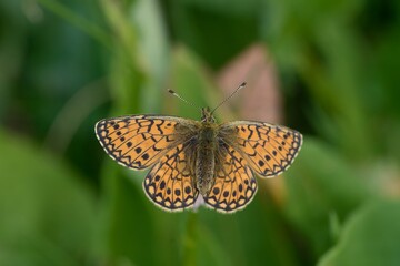 A  beautiful ocellate bog fritillary sits on a grass blade. Proclossiana eunomia. Portrait of a orange butterfly. Boloria eunomia 
