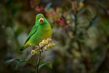 Bird with fruit in the bill. Golden-browed Chlorohonia, Chlorophonia callophrys, Mirador de los Quetzales in Costa Rica. Yellow green bird in the nature habitat. Birdwatching in Central America.