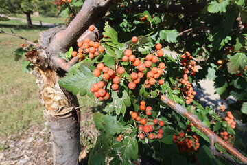 Oakleaf Mountain Ash tree fruits, Colorado
