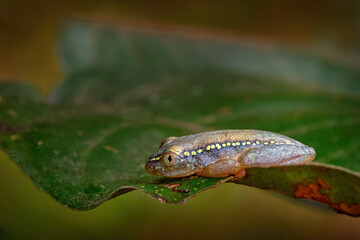 Betsileo Reed Frog, Heterixalus betsileo, small amphibian sitting on the leaf in the tropic nature. Frog endemic to Madagascar. Animal from Ranomafana NP, grey blue frog with yellow spots. Wildlife.