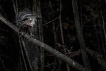 Obraz premium Aye-aye, Daubentonia madagascariensis, night animal in Madagascar. Aye-aye nocturnal lemur monkey in the nature habitat, coast forest in Madagascar, widllife nature. Rare endemic