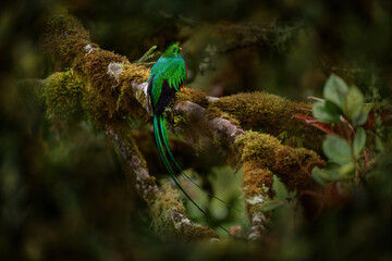 Quetzal in dark tropic forest, Pharomachrus mocinno, from  nature Costa Rica. Magnificent sacred mystic green and red bird. Resplendent Quetzal in jungle habitat. Wildlife scene from Costa Rica.