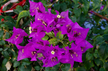 purple flowers in the garden