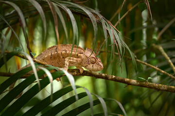 Malagasy giant chameleon, Furcifer oustaleti, in the nature habitat, big pal tree leaves, lizard from Madagascar. Nature wildlife. © ondrejprosicky