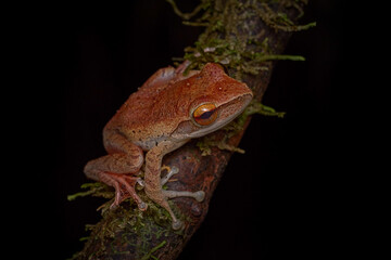 Dumeril's Bright-eyed Frog, Boophis tephraeomystax, animalm Madagascar. Night in the nature, frog in the nature habitat.