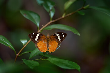 Madagascar forest nymph, Aterica rabena, orange butterfly from Madagascar. Nymph on green leaf in the forest, Africa.