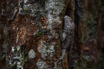 Cuvier's Madagascar swift, Oplurus cuvieri, black grey lizard in the tree in the nature habitat, Palmarium reserve in Madagascar. Endemic lizard in the forest, Madagascar.
