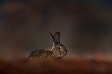 European Rabbit, Oryctolagus cuniculus algirus,  Parque Natural Sierra de Andujar in Spain. Cute animal in the nature habitat. Hare, orange evening light. Europe wildlife.