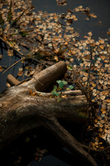 a broken tree lies in the water, surrounded by leaves