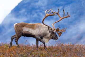 Reindeer buck in the high mountains in Norway. With autumn colors in the surroundings. © Andre