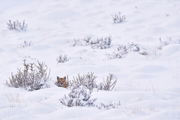 Wild big cat Cougar, Puma concolor, hidden portrait of dangerous animal with stone. Mountain Lion. Wildlife scene from nature. Puma, nature winter habitat with snow, Torres del Paine, Chile.
