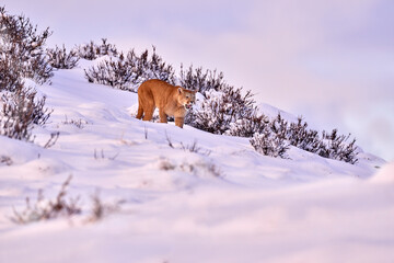 Wild big cat Cougar, Puma concolor, hidden portrait of dangerous animal with stone. Mountain Lion. Wildlife scene from nature. Puma, nature winter habitat with snow, Torres del Paine, Chile.