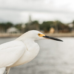 Close up of white small heron bird head in Sarasota, Florida
