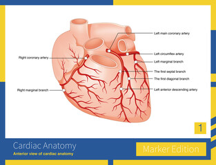The coronary arteries are divided into the left coronary artery and the right coronary artery system.
