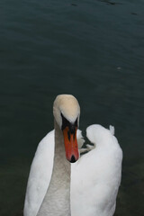 Close-Up of a Graceful White Swan with an Orange Bill on Calm Water