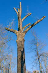 Big tree is felled in spring with blue sky background vertical