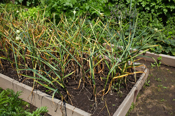A bed of garlic. Garlic leaves turn yellow due to disease or lack of microelements. Agriculture and nature conservation concept.