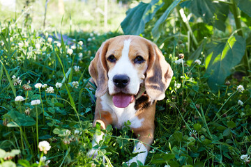 The beagle dog is lying on the green grass in a summer meadow. A hot sunny day.