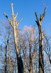 dead tree against blue sky vertical