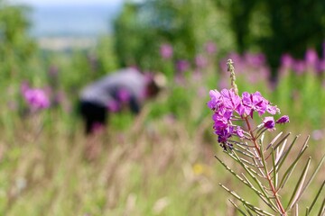 Defocused image of a process picking Ivan tea leaves. Close-up of a man collect leaves of the ivan tea plant, fireweed, willowherb or epilobium plant in field. Summer vibes