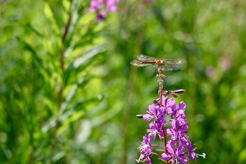 Close-up of a dragonfly sitting on a fireweed flower in a field. Blooming fireweed. Summer vibe