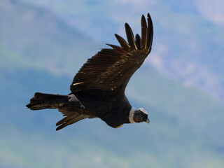 Andean Condor in Flight – Majesty Over the Mountains