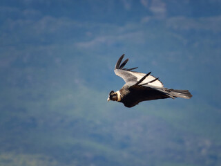 Andean Condor in Flight – The King of the Skies