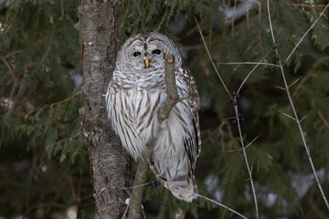 Barred owl Strix varia perched on a branch kawarthas ontario canada