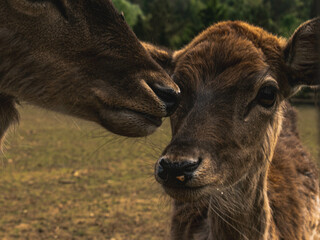 Close-Up of a Curious Young Deer Chewing Grass in a Natural Habitat