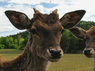 Close-Up of a Curious Young Deer Chewing Grass in a Natural Habitat