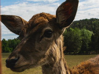 Close-Up of a Curious Young Deer Chewing Grass in a Natural Habitat
