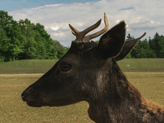 Close-Up of a Curious Young Deer Chewing Grass in a Natural Habitat