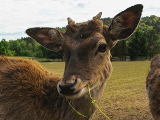 Close-Up of a Curious Young Deer Chewing Grass in a Natural Habitat