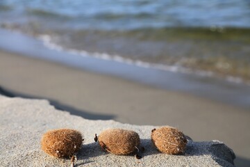 Neptune balls in Sardinia, Italy