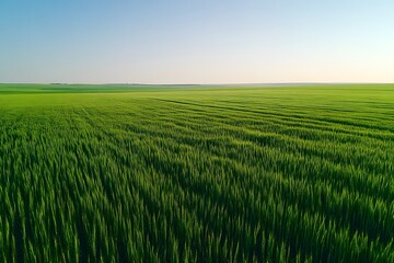 Obraz premium Vast green wheat field under a clear blue sky with lush crops swaying in the wind, peaceful rural farmland landscape, agricultural scenery with fresh growing plants in daylight