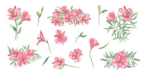 Pink alstroemeria flowers clip art watercolor illustration. Tropical blooming floral bouquets and single flower set for Valentine day, mother day greeting card, birthday invitation, package decor