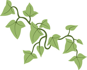 ivy plant drawing illustration.