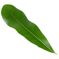 Obraz premium Green Macadamia leaves isolated on a transparent background