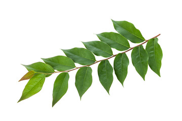 fresh green leaves isolated on a transparent background