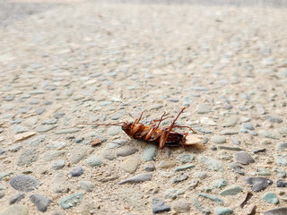 A dead cockroach on the floor