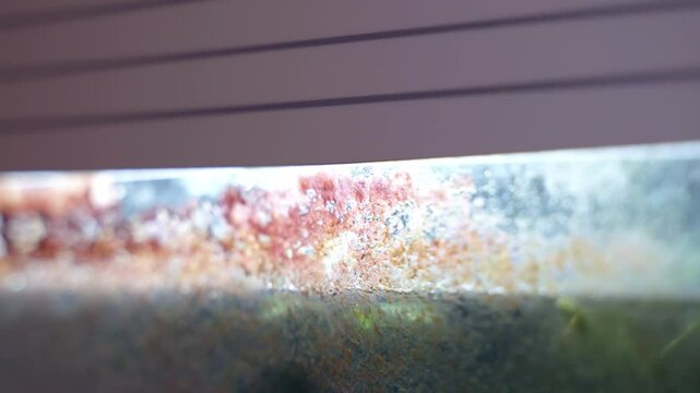 Glass aquarium surface overgrown with dirty algae, green and brown spots of algae covering fish tank when the water was not changed for a long time, home aquarium and maintenance concept